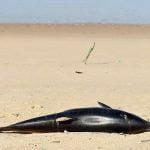 Hundreds of dead dolphins are washing up on Atlantic coast