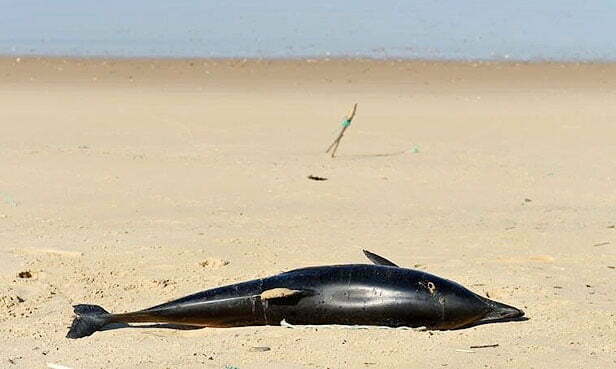 Hundreds of dead dolphins are washing up on Atlantic coast