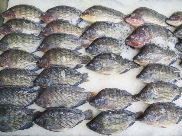 tilapia isn't a good fish to eat