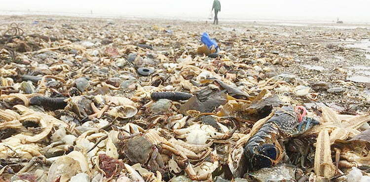 Mass crab deaths leave experts baffled