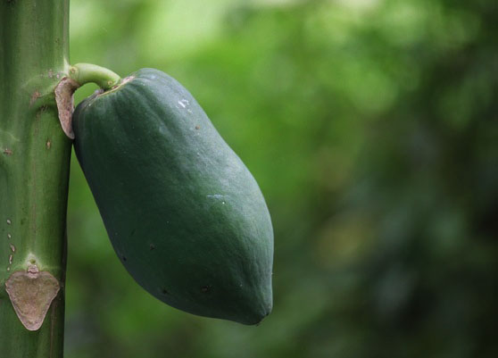 How much papaya should a diabetic eat?