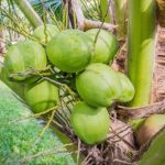 Can coconut water be a substitute for water?