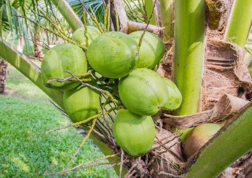 Can coconut water be a substitute for water?