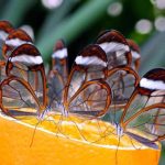 What are the weirdest butterflies?