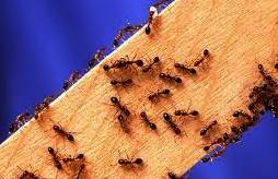 Ants take rest for around 8 twinkles in 12- hour period.