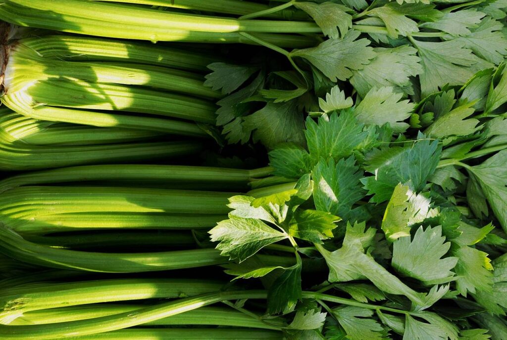 What are the benefits of eating celery in the morning on an empty stomach?