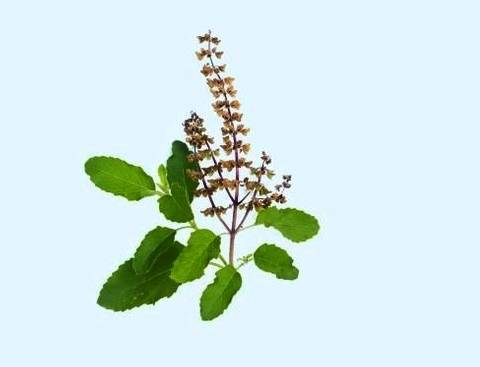 What is the benefit of tulsi juice?