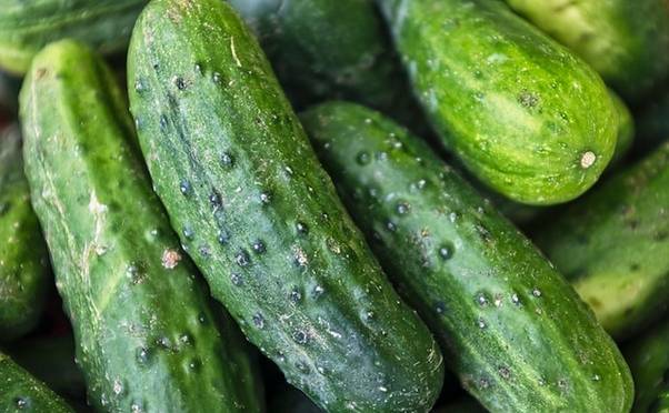 What are the health benefits of eating cucumber daily?