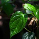 What are the health benefits of betel leaves?